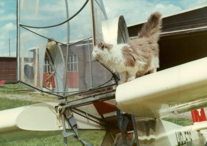 Auf LSZF (Flugplatzz Birrfeld) war stets eine "uauskatze angestellt. Heir Wullenknäuel, 1961; Foto René Vetterli